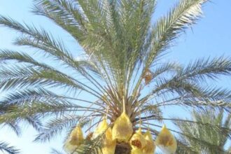 Le président de l'Union locale des agriculteurs, Habib Touzri, a expliqué à l'Agence TAP que, grâce à une intervention rapide, les flammes n'ont pas pu se propager vers les autres palmiers de l'oasis.