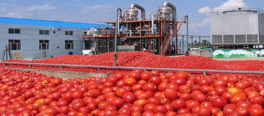 tomates saisonnières - l'économiste maghrebin