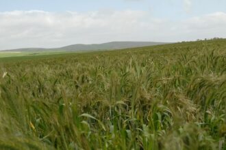 la déconnexion ne consiste pas en l’adoption d’un système de production fermé aux flux du commerce international ou aux relations financières et technologiques, mais plutôt en la rupture avec le "maldéveloppement", imposé par le système capitaliste.