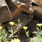 Sidi Bouzid bois d'olivier