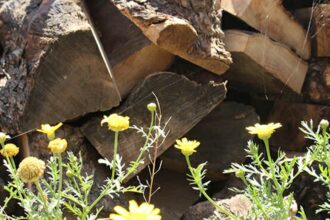 Sidi Bouzid bois d'olivier