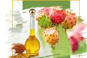 Plantation de cactus