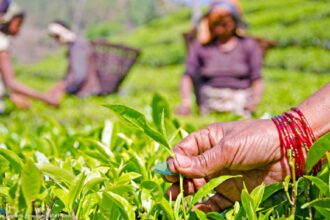 L'Alliance pour la souveraineté alimentaire en Afrique (AFSA) annonce le lancement de son nouveau podcast, « La bataille pour l'agriculture africaine », animé par le coordinateur général de l’AFSA, le Dr Million Belay.