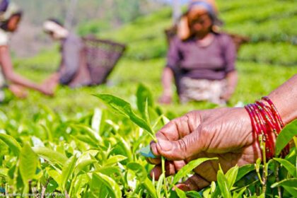 L'Alliance pour la souveraineté alimentaire en Afrique (AFSA) annonce le lancement de son nouveau podcast, « La bataille pour l'agriculture africaine », animé par le coordinateur général de l’AFSA, le Dr Million Belay.