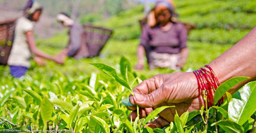 L'Alliance pour la souveraineté alimentaire en Afrique (AFSA) annonce le lancement de son nouveau podcast, « La bataille pour l'agriculture africaine », animé par le coordinateur général de l’AFSA, le Dr Million Belay.