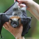 coronavirus-chauve-souris-