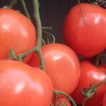 Selon la même source, la récolte de tomates de cette année ne souffre d’aucune maladie et se distingue par une bonne qualité, avec un rendement moyen ayant atteint 100 tonnes par hectare.