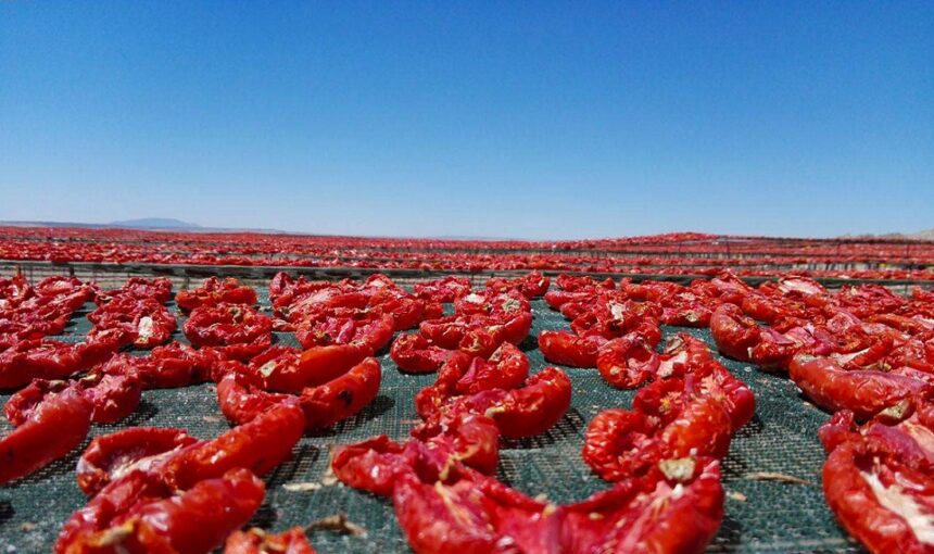 Tomate séchée de Tunisie