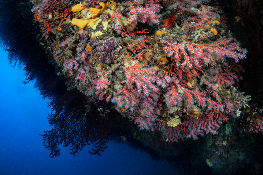 Corail rouge