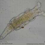 rotifère bdelloïde