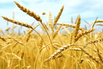 Les besoins du gouvernorat de Jendouba en semences de céréales s'élève à 95500 quintaux.