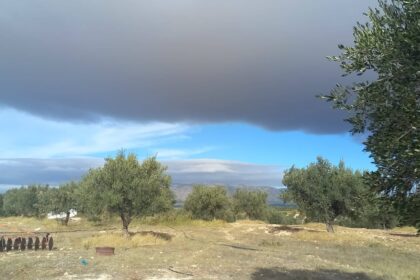 huile olive oueslati