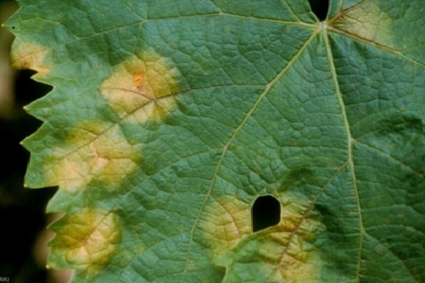 Le mildiou se manifeste principalement avec des tâches brunes ou des moisissures blanches et cotonneuses.