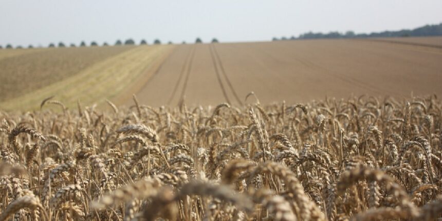 Selon la même source, le propriétaire du dépôt fait la collecte du blé auprès des agriculteurs avec des prix plus bas que le prix fixé par l'Office des céréales afin de réaliser des profits illégaux.