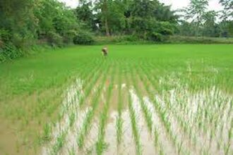 droits de douane contre le riz indian
