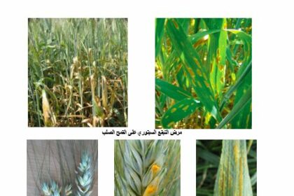 Cet appel intervient suite à une poursuite des précipitations, avec des températures moyennes, en plus de l’avancement du cycle de la croissance végétative du blé.