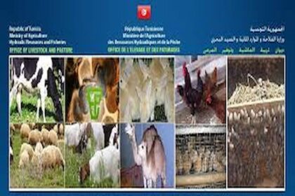 Office de l'élevage