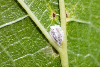 Les cochenilles sont de petits insectes de la famille des homoptères. Elles se nourrissent de la sève des plantes en piquant leur surface et portent préjudice aux plantes.