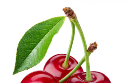 La récolte de cerises a augmenté de 22,3 % pour atteindre les 9 mille tonnes, tandis que la récolte de pêches (variété nectarine) a diminué de 10% pour se stabiliser autour de 1,8 mille tonnes.