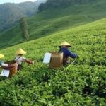 Le Maroc est le plus gros importateur du thé chinois au monde