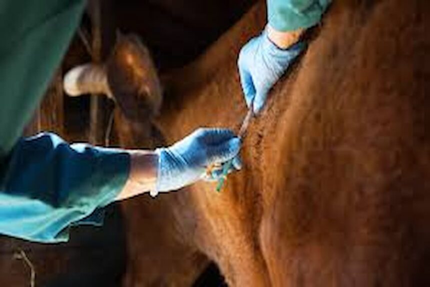 maladies animales transfrontières