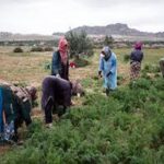 Travailleuses agricoles