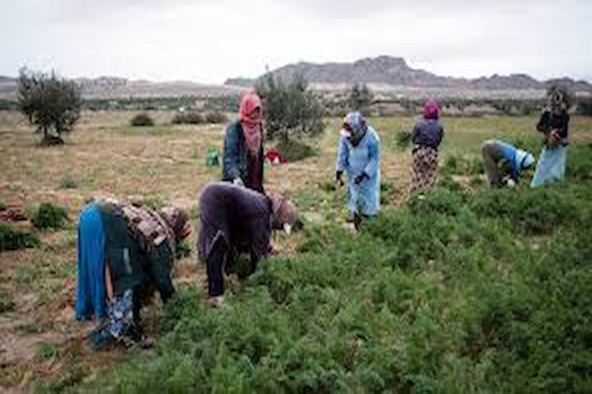 Travailleuses agricoles