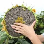 Graines de tournesol