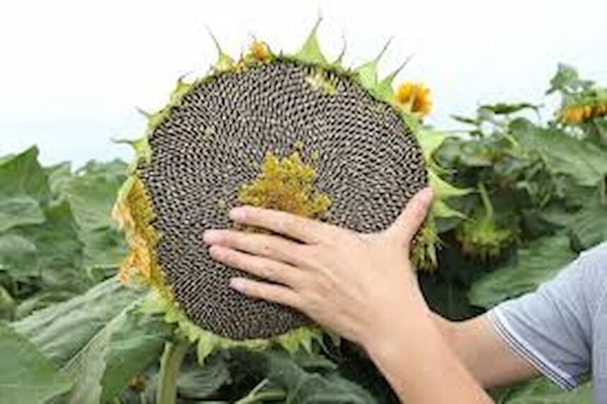 Graines de tournesol