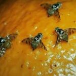 Mouche méditerranéenne