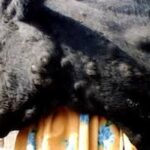 Il a ajouté que 196 infections par cette maladie, provoquant la mort de 16 bovins, indiquant que le ministère de l'Agriculture a pris plusieurs mesures à cet égard.