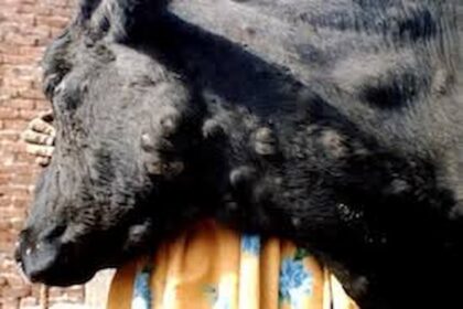 Il a ajouté que 196 infections par cette maladie, provoquant la mort de 16 bovins, indiquant que le ministère de l'Agriculture a pris plusieurs mesures à cet égard.