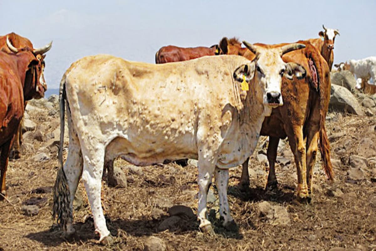 Trois cas de dermatose nodulaire bovine détectés à La Manouba