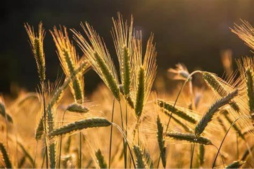 Le coup d'envoi de la saison de la moisson du blé dur a été donné, vendredi 23 mai, au gouvernorat de Sidi Bouzid, avec des estimations globales d'atteindre une production céréalière d'environ 290 mille quintaux.