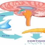 La spécialiste a précisé que le cortisol est libéré en réponse à une menace perçue, provoquant une accélération du rythme cardiaque, une sécheresse buccale, des troubles gastriques et une sensation de panique.
