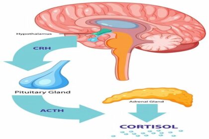 La spécialiste a précisé que le cortisol est libéré en réponse à une menace perçue, provoquant une accélération du rythme cardiaque, une sécheresse buccale, des troubles gastriques et une sensation de panique.