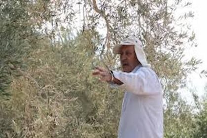 Récolte des olives en Cisjordanie