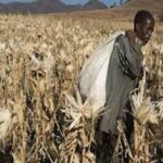 Pertes agricoles africaines