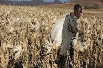 Pertes agricoles africaines