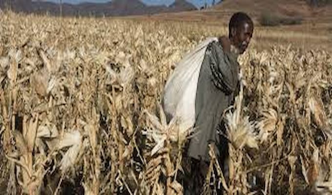 Pertes agricoles africaines