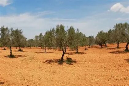 Vers un nouveau modèle économique agricole en Tunisie