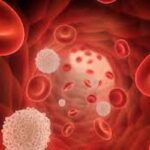 Rajeunissement des cellules sanguines