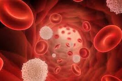 Rajeunissement des cellules sanguines