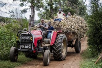 Prix alimentaires mondiaux