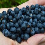 Exportations de fruits