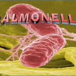 Salmonelle au Royaume-Uni