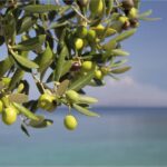L'exportation de l'huile d'olive