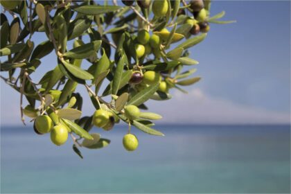 L'exportation de l'huile d'olive